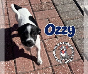 Ozzy - Male Ratshi Terrier Dog for Adoption - Photo #2