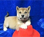 Puppy 2 Alaskan Klee Kai-Shiba Inu Mix