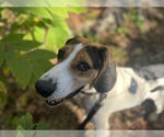 Small #3 Treeing Walker Coonhound Mix