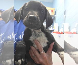 Labrador Retriever Dogs for adoption in Evansville, IN, USA