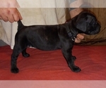 Small Photo #10 Cane Corso Puppy For Sale in GRENVILLE, NM, USA