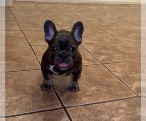 French Bulldog Puppy for sale in AVONDALE, AZ, USA