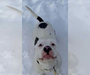 American Pit Bull Terrier-Unknown Mix Dogs for adoption in Strongsville, OH, USA