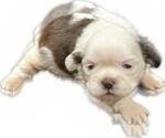 Puppy 1 Shih Tzu
