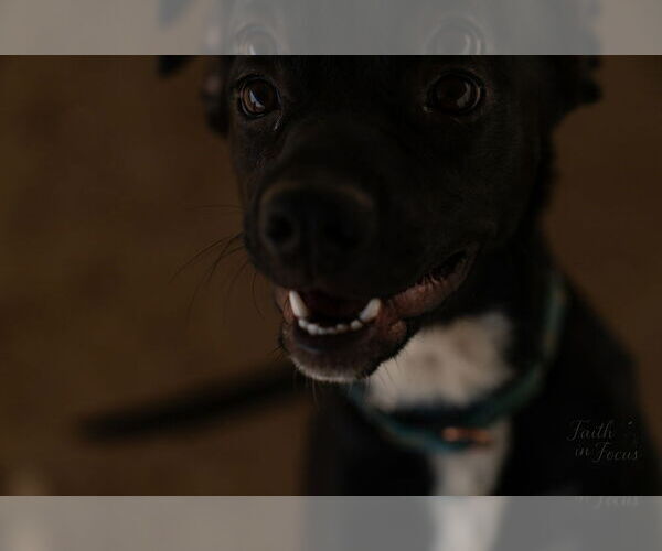 Medium Photo #6 Mutt Puppy For Sale in Evansville, IN, USA