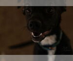 Small #5 Mutt