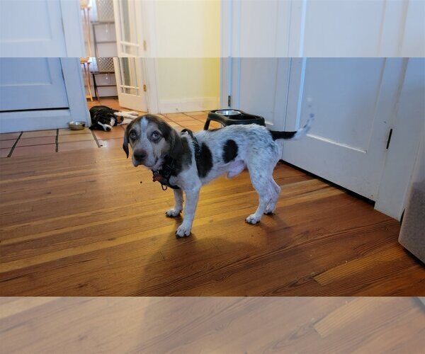 Medium Photo #7 Beagle Puppy For Sale in Tampa, FL, USA