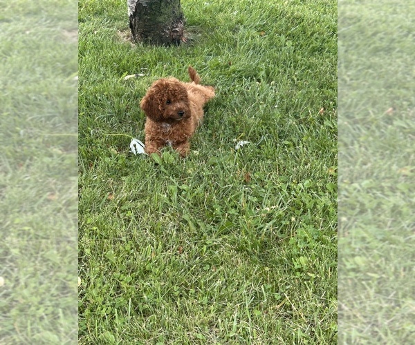 Medium Photo #2 Cavapoo (Miniature) Puppy For Sale in BERKLEY, MI, USA