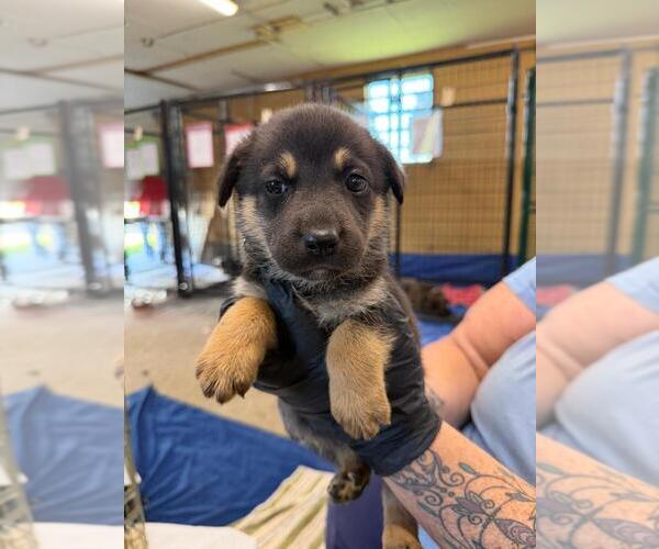 Medium Photo #1 Mutt Puppy For Sale in Calgary, Alberta, Canada