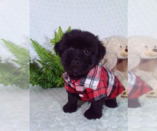 Medium Photo #2 YorkiePoo Puppy For Sale in SUGARCREEK, OH, USA