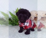 Small #1 YorkiePoo