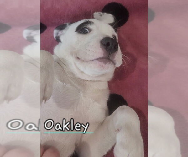 Medium Photo #1 American Staffordshire Terrier-Labrador Retriever Mix Puppy For Sale in Dana Point, CA, USA