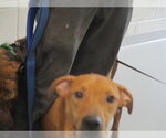 Small Labrador Retriever