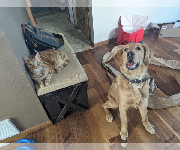 Medium Photo #3 Golden Retriever-Unknown Mix Puppy For Sale in Fort Collins, CO, USA