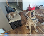 Small #2 Golden Retriever Mix