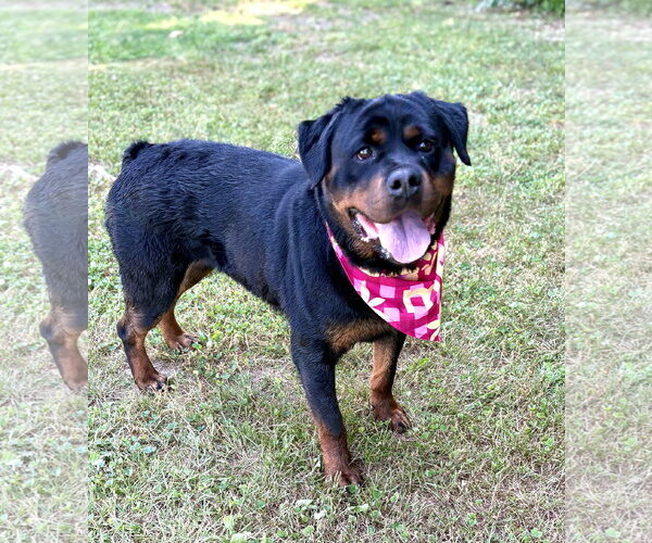 Medium Photo #2 Rottweiler Puppy For Sale in Spring Lake, NJ, USA