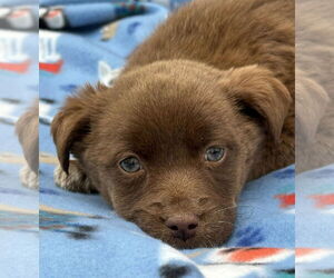 Labrador Retriever-Unknown Mix Dogs for adoption in Minneapolis, MN, USA