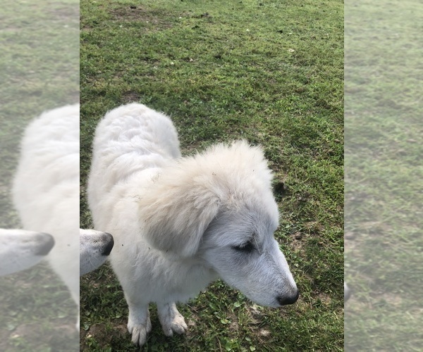 Medium Photo #12 Maremma Sheepdog Puppy For Sale in SPOKANE, MO, USA