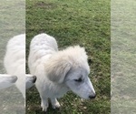 Small #11 Maremma Sheepdog