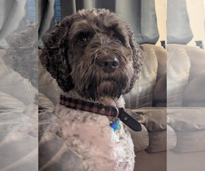 Poodle (Standard)-Unknown Mix Dogs for adoption in MIDWAY, UT, USA