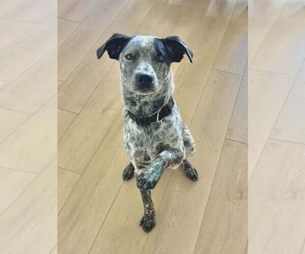 Medium Photo #5 Mutt Puppy For Sale in San Leon, TX, USA