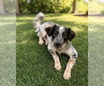 Small #2 Great Pyrenees Mix