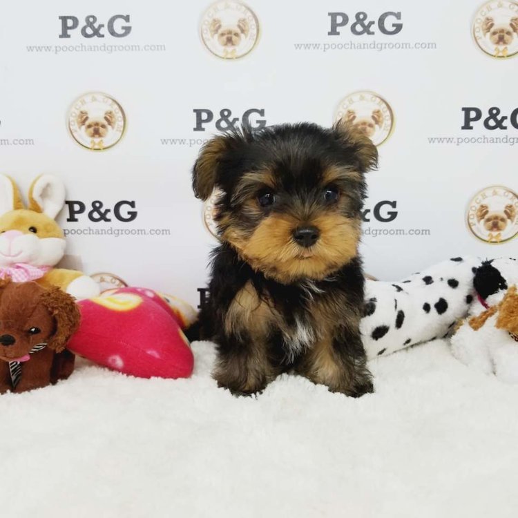 Medium Photo #1 Yorkshire Terrier Puppy For Sale in TEMPLE CITY, CA, USA