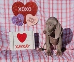 Small Photo #8 Weimaraner Puppy For Sale in NEWCASTLE, OK, USA