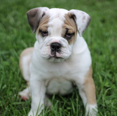 English Bulldog Puppy for sale in GAP, PA, USA
