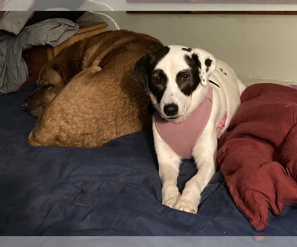 Medium Photo #2 Mutt Puppy For Sale in Shelburne, VT, USA