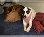 Small #1 Mutt