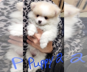 Pomeranian Puppy for sale in FAIRVIEW HEIGHTS, IL, USA