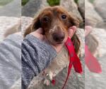 Small #3 Mutt