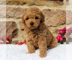 Pom-A-Poo-Poodle (Miniature) Mix Puppy for sale in EAST EARL, PA, USA