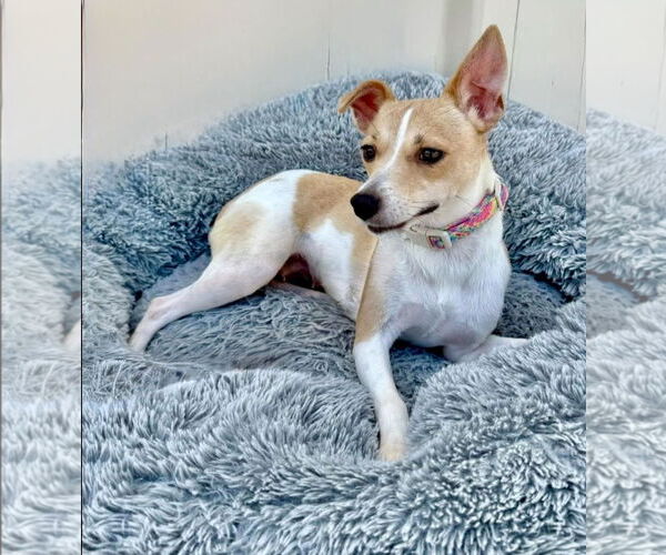 Medium Photo #1 Jack-Rat Terrier Puppy For Sale in Oakhurst, NJ, USA