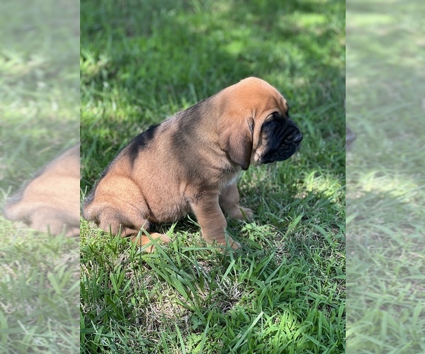 Medium Photo #3 Bloodhound-Mastiff Mix Puppy For Sale in COLCORD, OK, USA