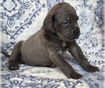 Small #3 Cane Corso