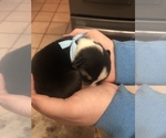 Small Photo #17 Pembroke Welsh Corgi Puppy For Sale in RIVERVIEW, FL, USA