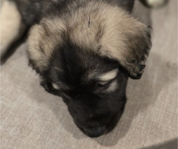 Medium Photo #2 Alaskan Malamute-Mastiff Mix Puppy For Sale in OMAHA, NE, USA