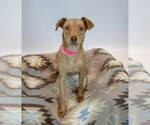 Small #2 Retriever  Mix