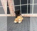 Small Photo #12 German Shepherd Dog Puppy For Sale in LANCASTER, TX, USA