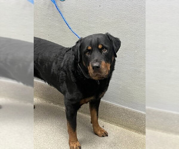 Medium Photo #1 Rottweiler-Unknown Mix Puppy For Sale in Las Vegas, NV, USA
