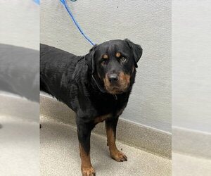Rottweiler-Unknown Mix Dogs for adoption in Las Vegas, NV, USA