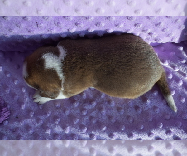 Medium Photo #7 Beagle Puppy For Sale in REASNOR, IA, USA