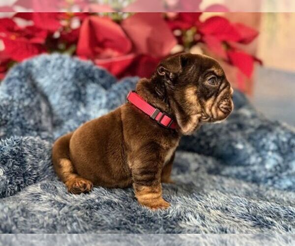 Medium Photo #4 English Bulldog Puppy For Sale in OOLOGAH, OK, USA