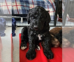 Goldendoodle Puppy for sale in SHELBYVILLE, IN, USA