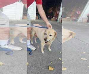 Labrador Retriever-Unknown Mix Dogs for adoption in Crystal, MN, USA