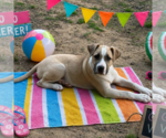 Small #2 Labrador Retriever Mix