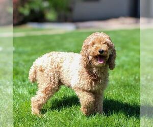 Mother of the Poodle (Miniature) puppies born on 04/10/2025