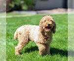 Small Photo #1 Poodle (Miniature) Puppy For Sale in LITITZ, PA, USA